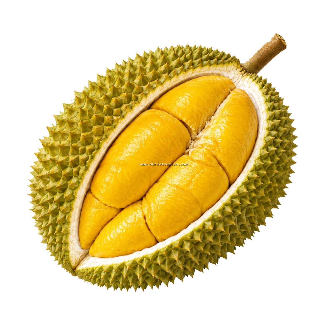 Gambar buah Raja Kunyit / Musang King